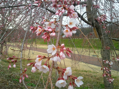 桜