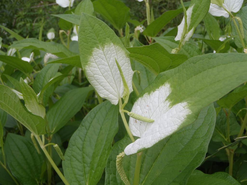 白い葉の植物は何 大野極楽寺公園