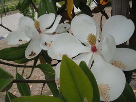 園内で一番大きい白い花 大野極楽寺公園