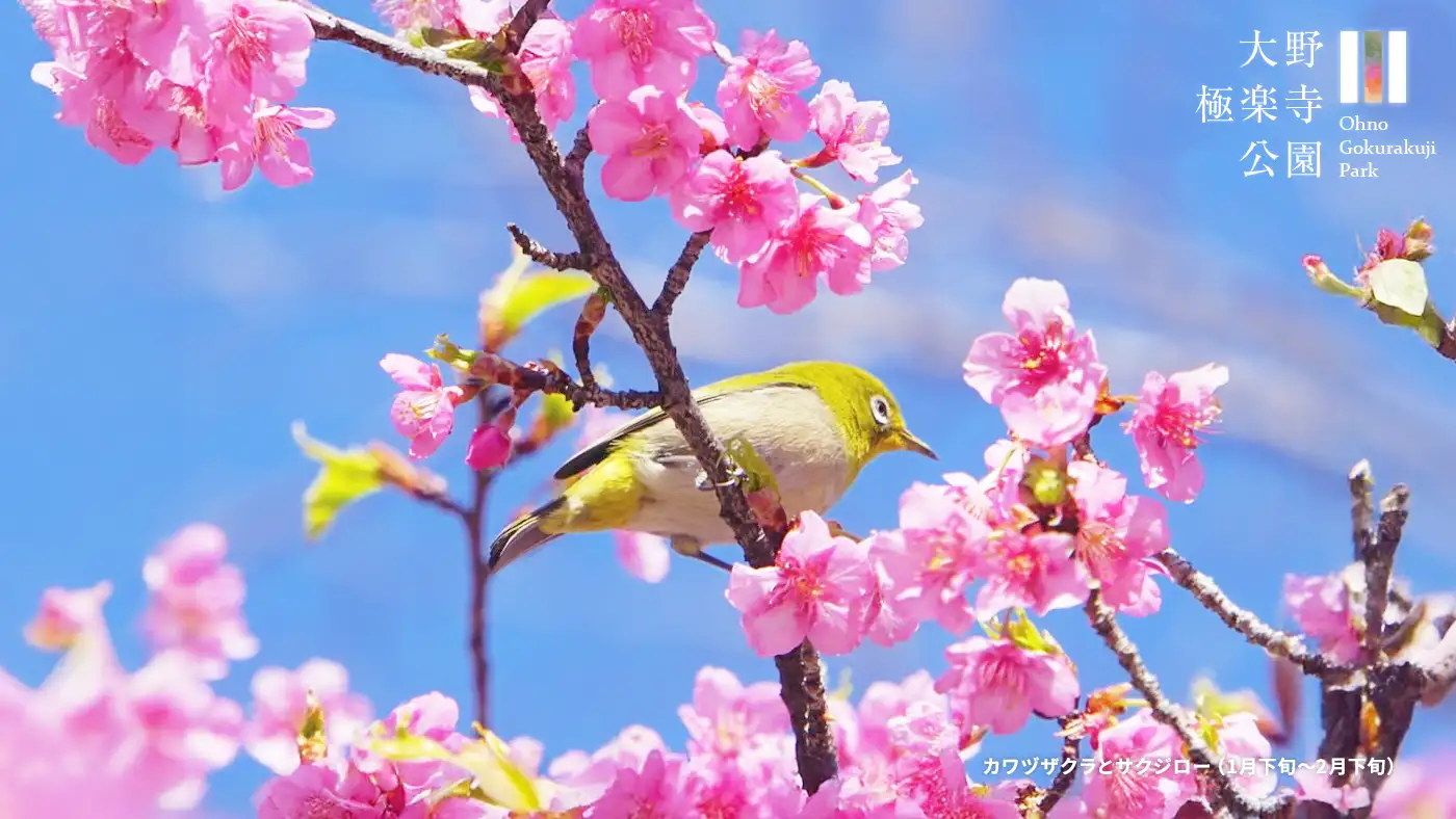 カワヅザクラとサクジロー