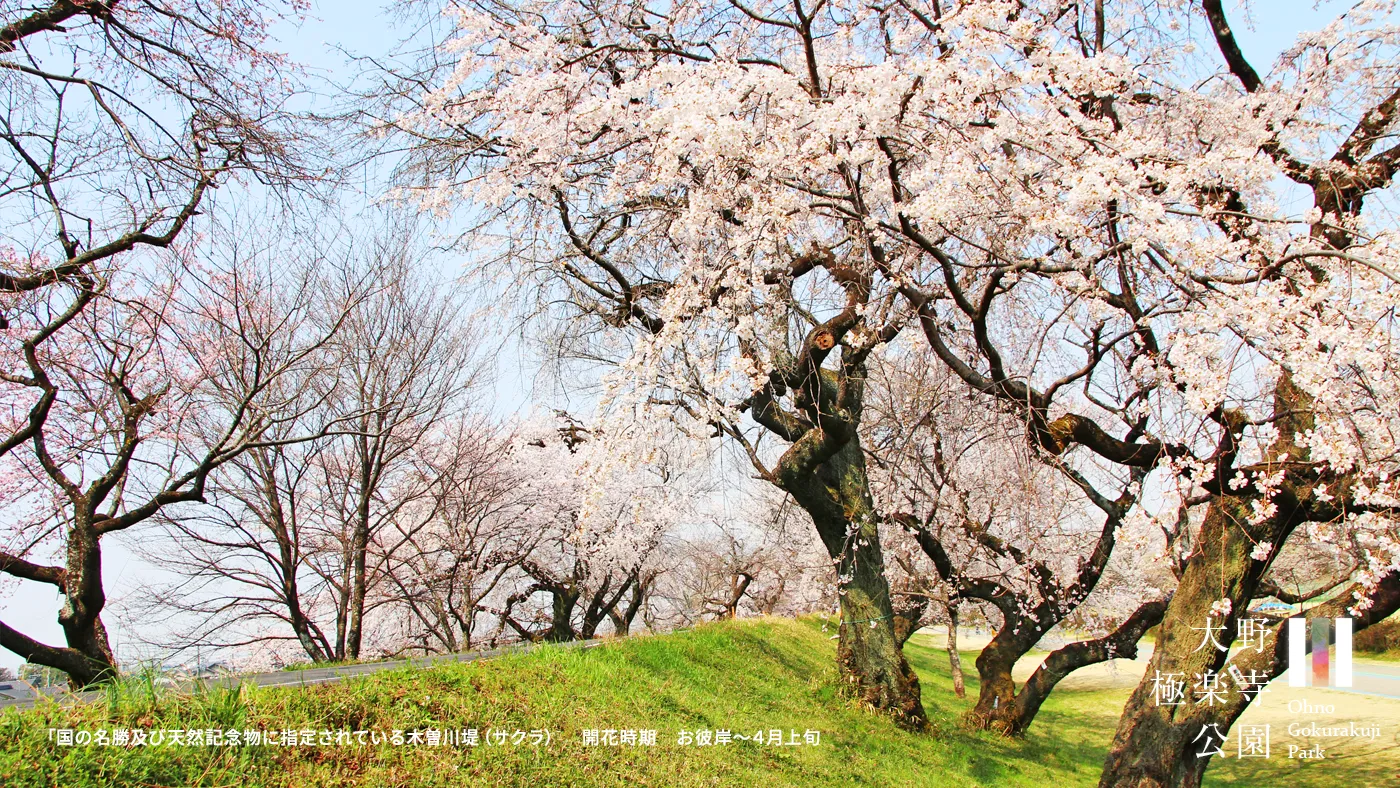 木曽川堤のサクラ