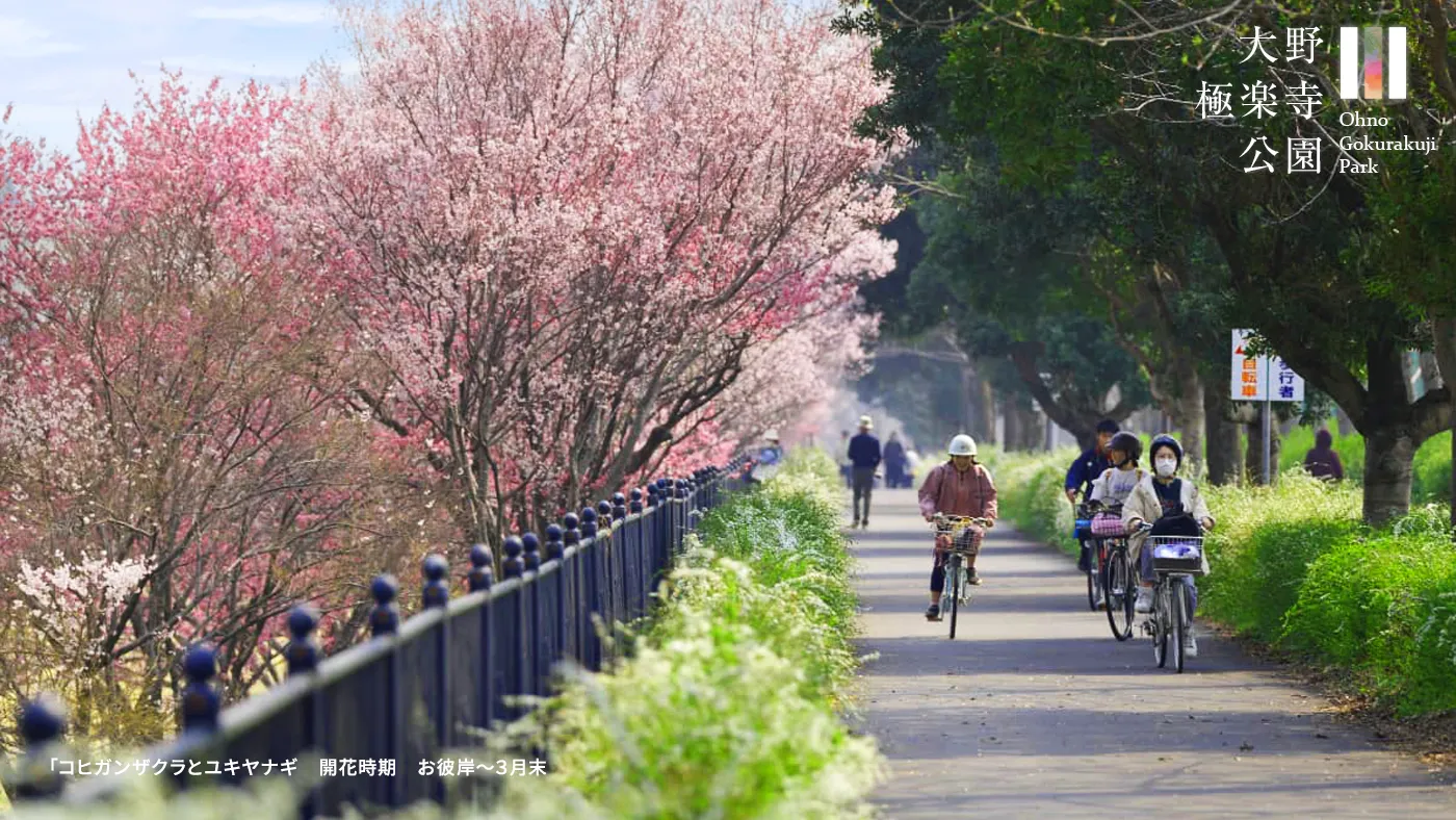 管理棟北側コヒガンザクラ