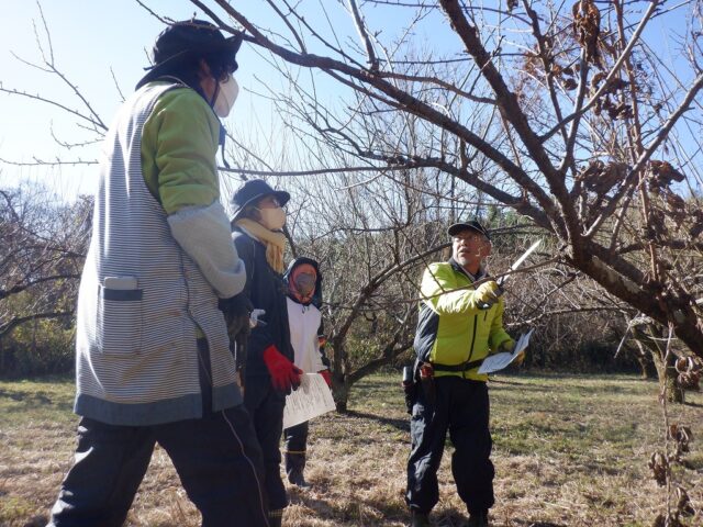 梅林管理体験 ~梅の木の剪定講習会~