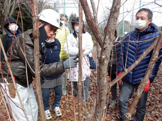 樹木医さんの剪定講習会