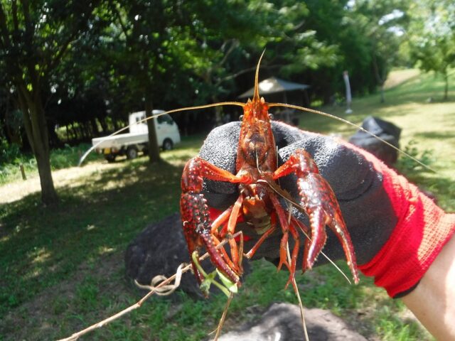 ザリガニ捕獲大作戦！