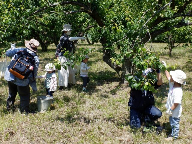 梅の実収穫体験